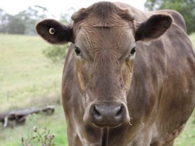 2012-12-09-71 Murray (c) Jason Grossman.jpg